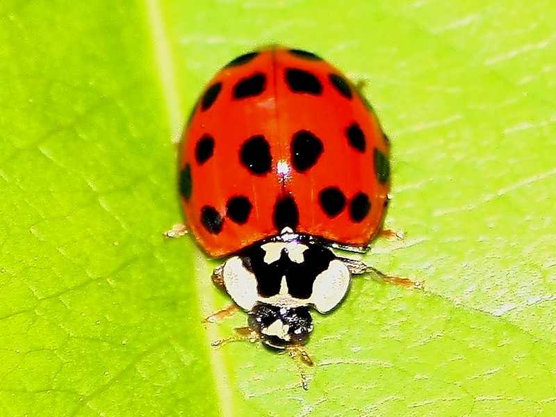 Serie di Coccinellidae del Parco del Ticino